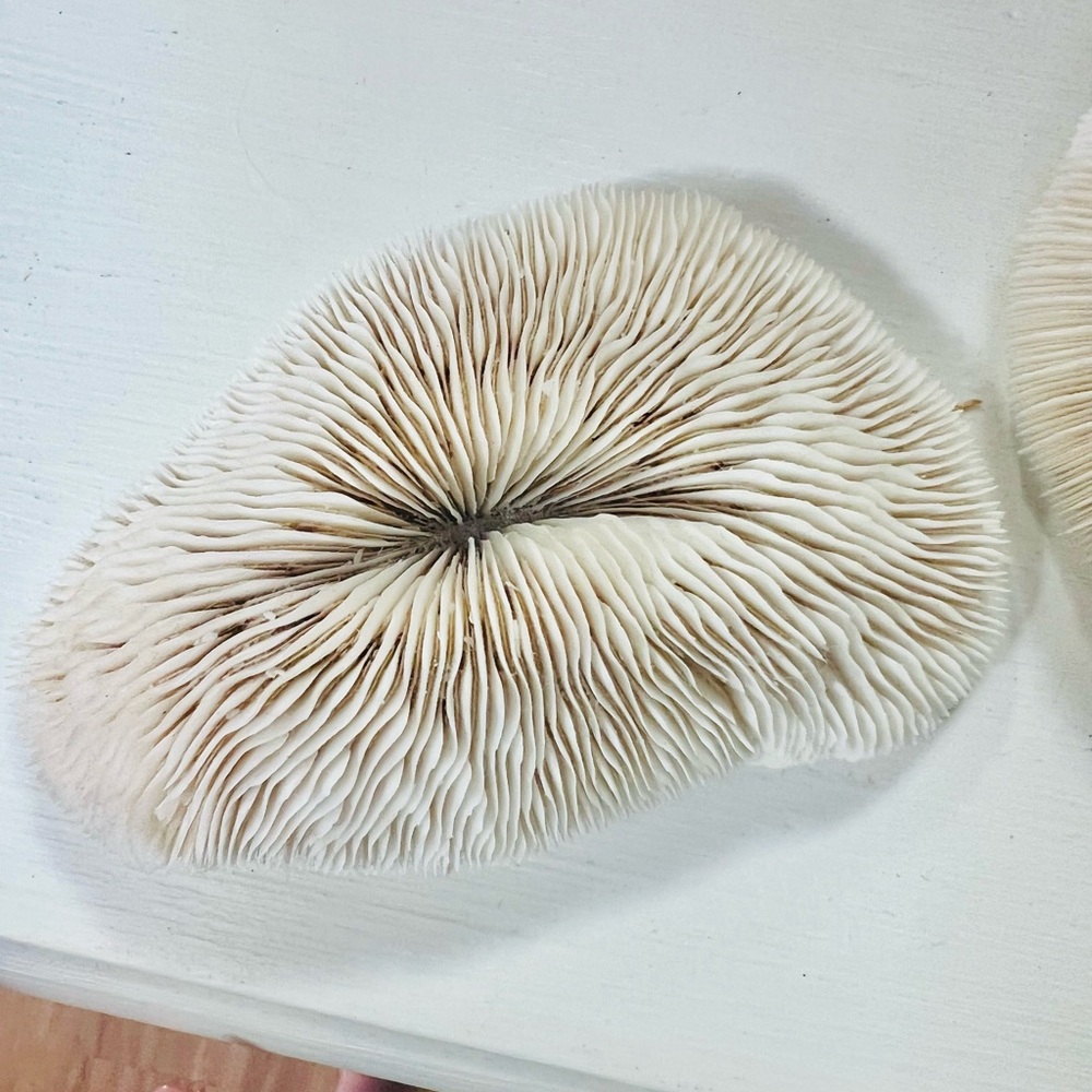 White Natural Mushroom Coral (2 pieces) - Picture 2 of 7